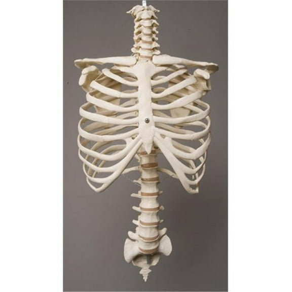 Rib Cage & Spine
