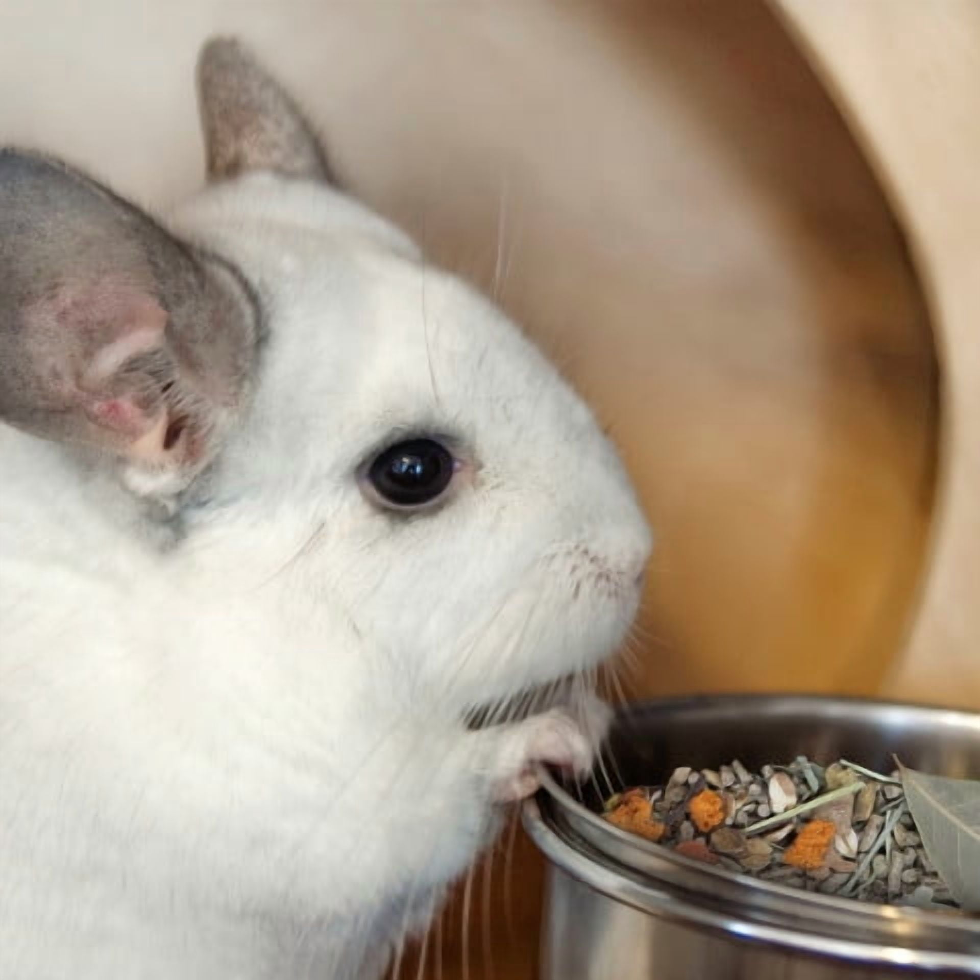 (2 pack) Menu Chinchilla Food with Timothy