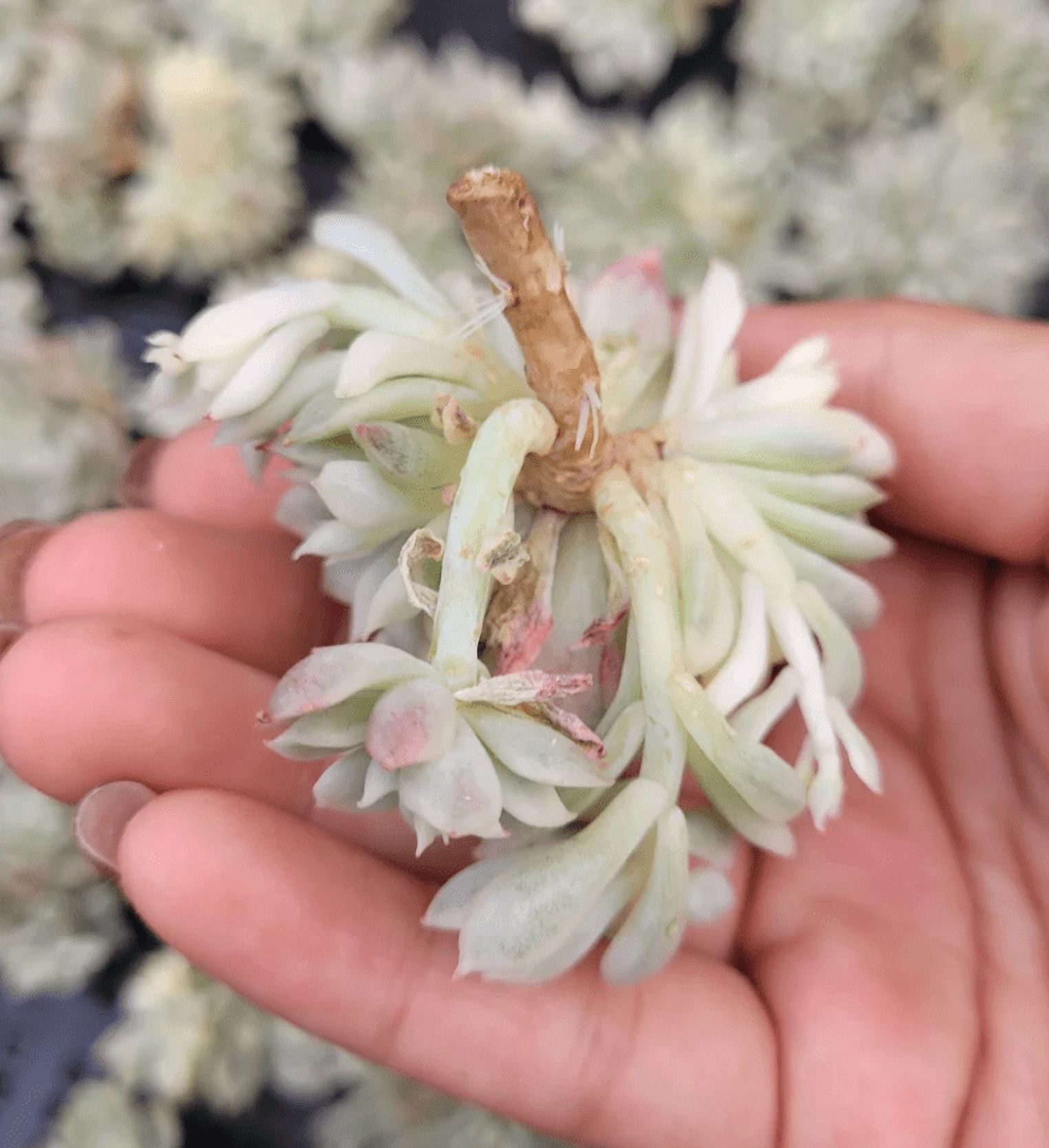 Echeveria Mebina Variegated Succulent Live Plant 2 Inch for Indoor Outdoor Home Office Garden Decor