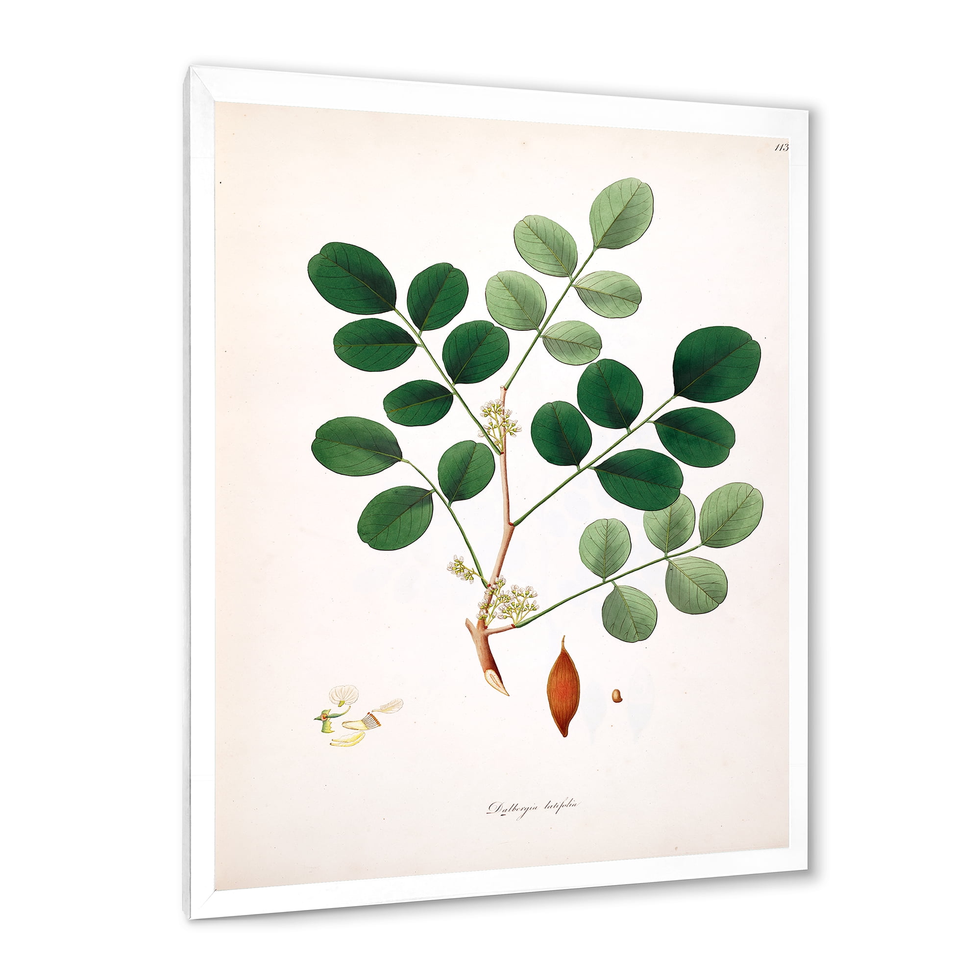 Designart 'Ancient Plant Life XI' Farmhouse Framed Art Print