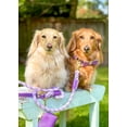 thumbnail image 4 of PoisePup Pet Dog 5ft Long Leash - Lavish Lavander, 4 of 7