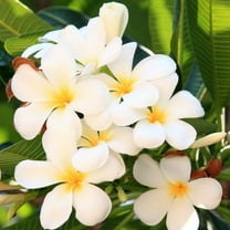 4 Hawaiian White Plumeria Plant Cuttings Each Cutting 9"-12" Long - Full Sun
