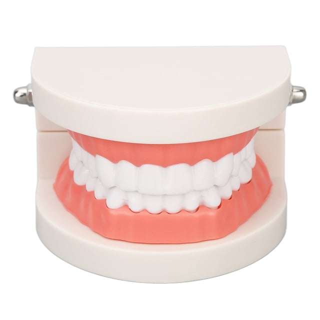 Modelo De Dientes Dentales, Modelo De Diente De Caries De Resina Para Clínica Para Estudiantes