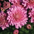 thumbnail image 2 of Expert Gardener 1.0PT Purple Mum Live Plant in Grower Pot, 2 of 7