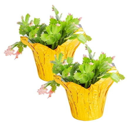 Costa Farms Live Indoor 10in. Tall Assorted Christmas Cactus; Bright, Indirect Sunlight Plant in 6in. Pot Cover, 2-Pack