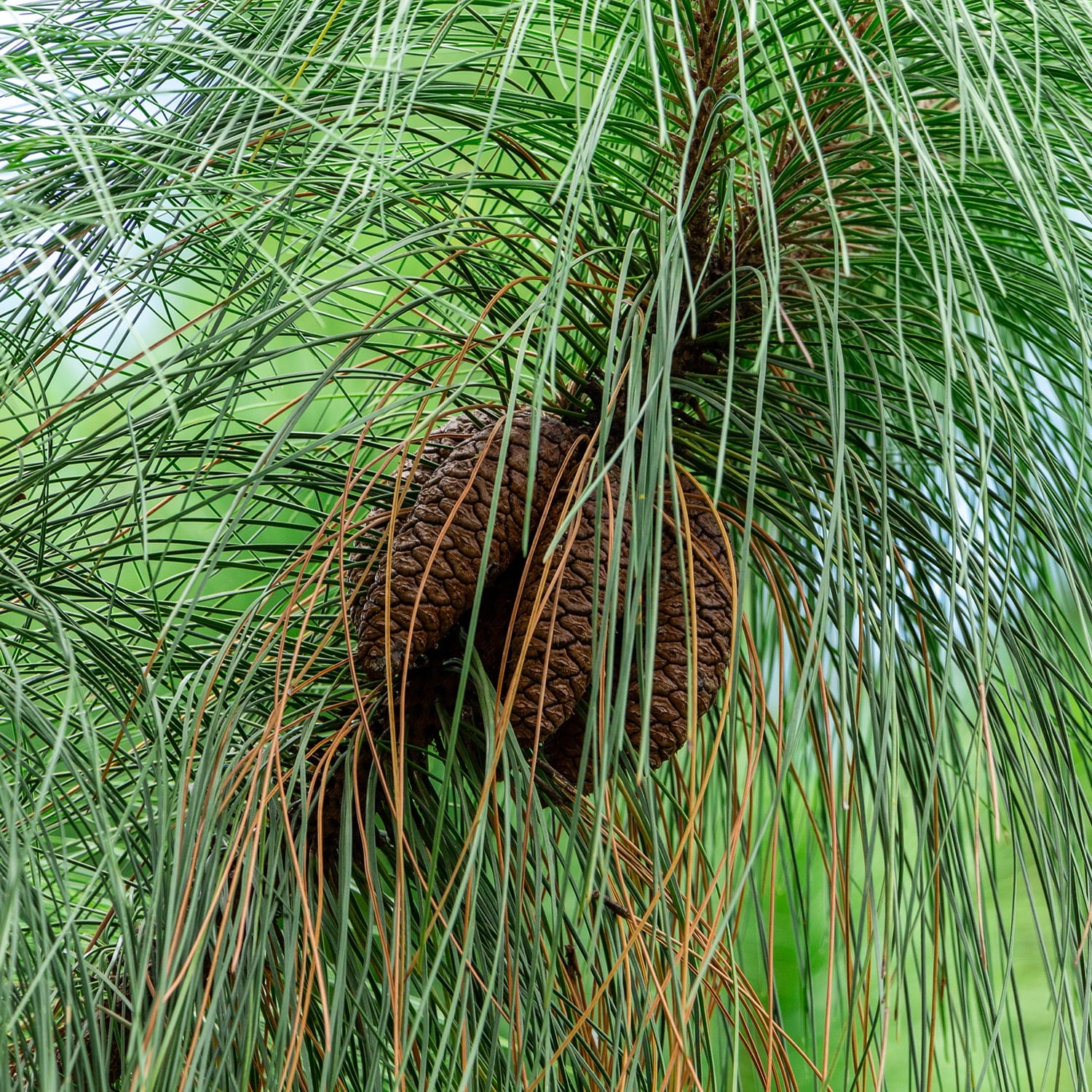 Expert Gardener Flowerwood 2.5 gal Loblolly Pine Live Trees