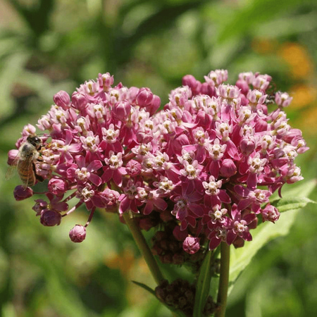 Everwilde Farms - 200 Swamp Milkweed Native Wildflower Seeds - Gold Vault Jumbo Bulk Seed (Best Time To Plant Wildflower Seeds)