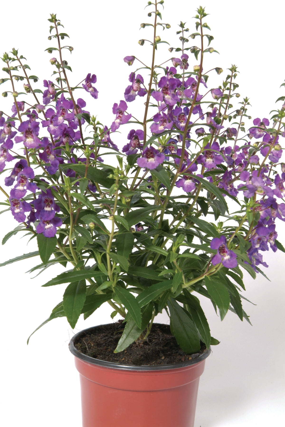 Delray Plants - Angelonia - Fresh From the Farm - Purple - 4 pack