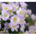thumbnail image 2 of Namzi 3pcs Jasmine Flower Artificial Flowers, Fake flowers, Flores Artificiales Para, Wedding Decor, Pink, 2 of 5