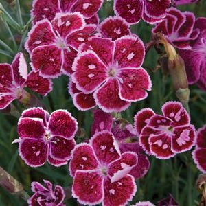Dianthus-Fire-and-Ice - 5