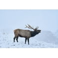 thumbnail image 2 of Fitzharris, Tim 14x11 Gold Ornate Wood Framed with Double Matting Museum Art Print Titled - Bugling Elk-Yellowstone National Park-Wyoming, 2 of 4