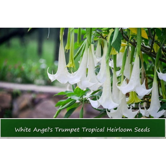 Serendipity Seeds 10 Snow White Angels Trumpet Flower Seeds