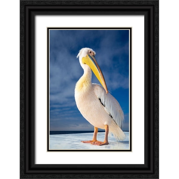 Tsarfin, Alex 11x14 Black Ornate Wood Framed with Double Matting Museum Art Print Titled - Shy Pelican