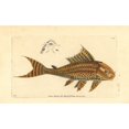 thumbnail image 2 of Suckermouth Catfish, Hypostomus Plecostomus Poster Print By ® Florilegius Mary Evans (36 X 24), 2 of 4