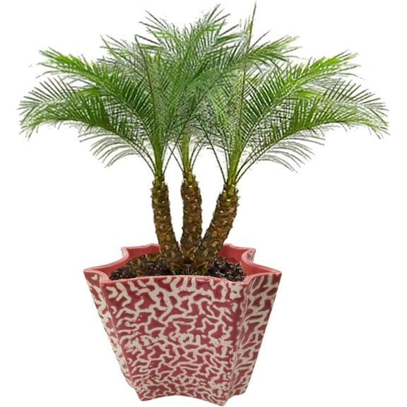 India Meets India Ceramic Indoor Outdoor Planter Flower Pot Handicraft by Awarded Indian Artisan (Red)