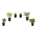 thumbnail image 1 of 1 Gallon Fall Garden Shrub 6 Pack, 1 of 11