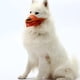 thumbnail image 3 of de Perro Suave para Perros , Medianos Y Grandes, de Malla de Aire, de Perro, Lamiendo - Naranja Yinane Bozal duradero, 3 of 8