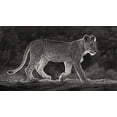 thumbnail image 2 of Jaynes Gallery 32x20 White Modern Wood Framed Museum Art Print Titled - Africa-Kenya-Maasai Mara National Reserve Backlit close-up of young lion, 2 of 4