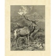 thumbnail image 2 of Specht, Friedrich 26x31 Gold Ornate Wood Framed with Double Matting Museum Art Print Titled - Vintage Roe Deer II, 2 of 4