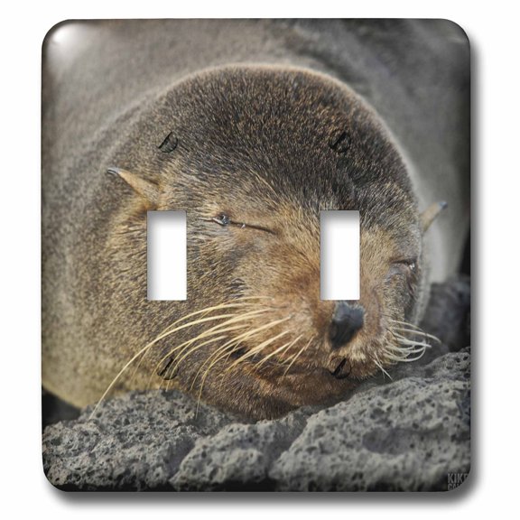 3dRose Galapagos Fur Seal,Arctocephalus galapagoensis,Santiago Island Galapagos - Double Toggle Switch (lsp_10132_2)