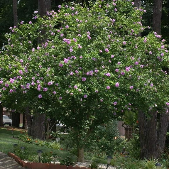 Brighter Blooms - Lavender Rose of Sharon Althea Tree, 3-4 ft. - No Shipping To AK, AZ, HI, OR