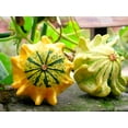 thumbnail image 2 of TomorrowSeeds - Crown of Thorns Ornamental Gourd Seeds - 60+ Count - For 2026 Planting Shenot Ten, 2 of 9