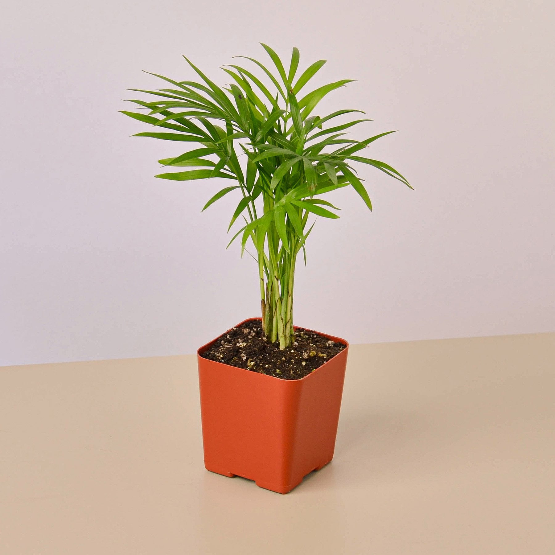Parlor Palm 2.25&quot; Pot