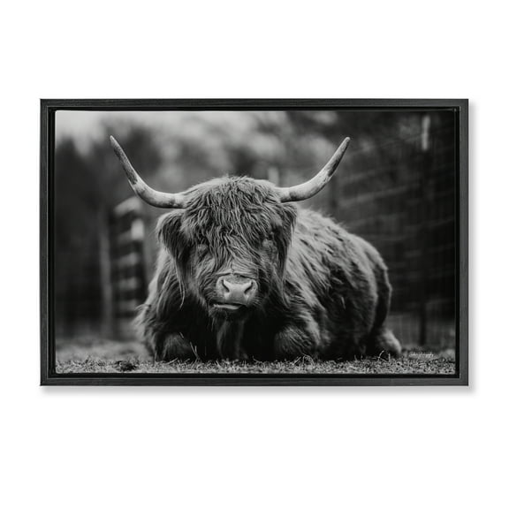 Stupell Industries Cattle Laying in Grass Animals & Insects Photography Black Floater Framed Canvas Art Print Wall Art, 25 x 17