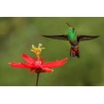 thumbnail image 2 of Jones, Adam 32x23 Gold Ornate Wood Framed with Double Matting Museum Art Print Titled - Rufous tailed hummingbird-Costa Rica, 2 of 4