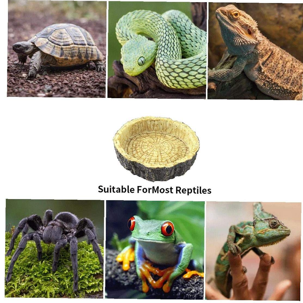 Mokook Reptile Hideout for Lizard Frog Turtle Scorpion Spider Snake Gecko Tortoise Bearded Dragon,Made of Chinese Fir,7.87.85.5 inches LWH 