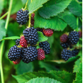 thumbnail image 5 of Set of 2 Ouachita Blackberry Live Plants 4-6 Inch Tall, Sweet Edible Berry Bushes for Gardens, 5 of 6