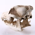 thumbnail image 4 of Lifelike Wolf Jackal Skull Resin Head Skeleton Figurine Aquarium, 4 of 9