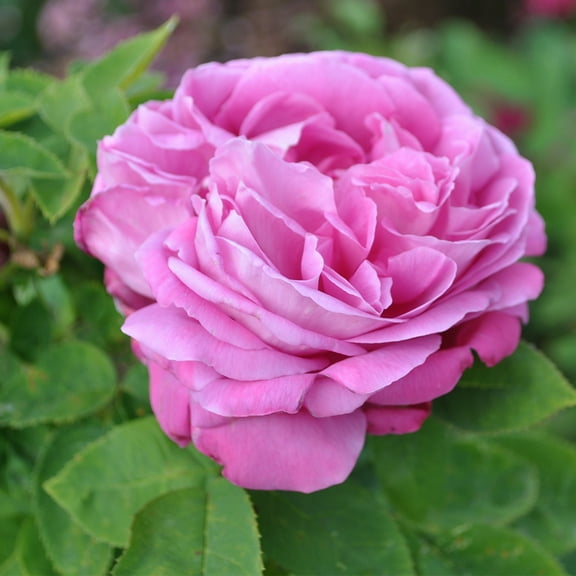 La Reine Hybrid Perpetuals Rose by Heirloom Roses - Fragrant Roses Live Plants