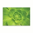 thumbnail image 2 of Gango Home Decor Succulent II by Karyn Millet (Printed on Paper); One 36x24in Fine Art Paper Giclee Print, 2 of 4