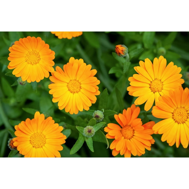 Orange Zinger Calendula Flower Seeds