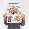 thumbnail image 4 of Liquidation! Ensemble de 16 Affiches d'Anatomie Humaine Biologie Humaine Affiches de Sciences Humaines. Affiche Éducative de Sciences du Lycée Affiches de Classe 8x10 Pouces Non Encadrées Parfaites pour la Décoration de Chambre Blanc, 4 of 9
