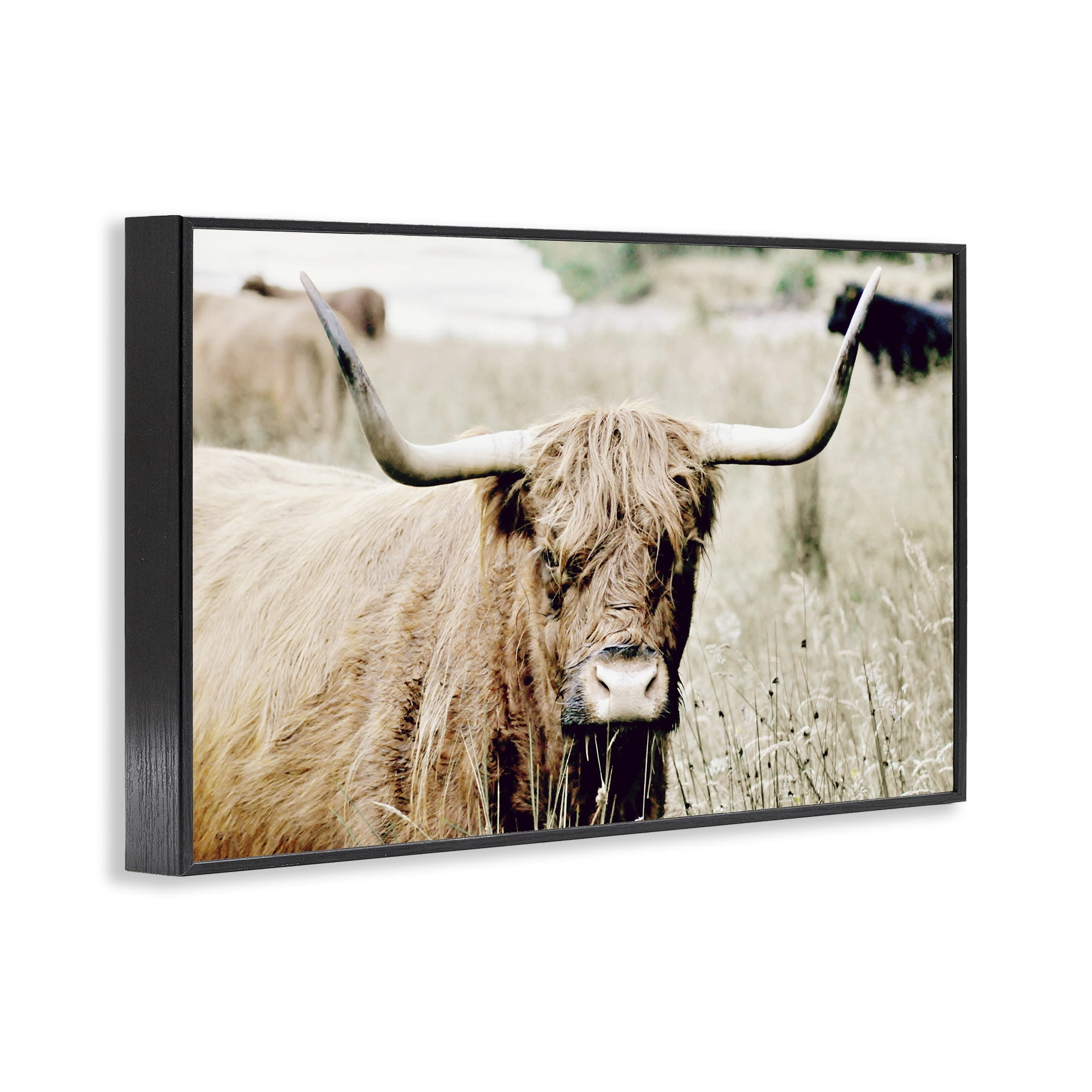 Stupell Industries Highland Cattle in Field Animals & Insects Photography Black Framed Art Print Wall Art, 24 x 16