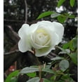 thumbnail image 6 of Seedville 5 White Rose/ Bridal Rose Flower Seed, 6 of 10