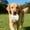 A, variant on Interactive Calming Chew Toy for Medium to Large Dogs with Handle Biting Play to Boredom and Promote Focus in Indoor and Outdoor Environments