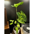 thumbnail image 2 of Blue Buddha Farm: Frog in a Blender Caladium (2 Bulbs) - Easy to Grow Indoor or Outdoor Perennial Plant, 2 of 18