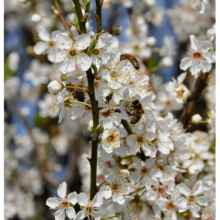 LAMINATED POSTER Honey Bees Flowers Hawthorn Spring Poster Print 24 x