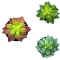 thumbnail image 3 of Simulaciones Mini suculentas Plantas artificiales de plástico falso Decoraciones para la sala de estar del jardín del hogar sidaley JJ18127-01, 3 of 6