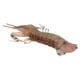 thumbnail image 5 of Modelo de animal marino, modelo de camarón mantis, simulación sólida, modelo de camarón, simulación de camarón mantis, tecnología avanzada, 5 of 9