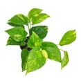 thumbnail image 5 of Golden Pothos (8"+ Plastic Pot) - Trailing Air-purifying Easy Care Houseplant for Home and Office Decoration, 5 of 5