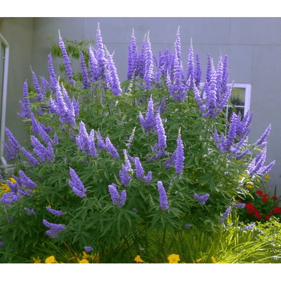 Set 2 Vitex Plants Live for Planting, Lilac Chastetree Plants Lilac Bush Plants for Garden 4inch Pot - Dormant in Winter
