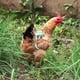 thumbnail image 4 of 2 prendas para gallinas (hoja de plátano), chaqueta protectora de plumas de aves de corral, protector de plumas laminado de doble capa, chaqueta estampada para gallinas, 4 of 5