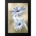 thumbnail image 2 of Disher, Mandy 11x14 Black Modern Framed Museum Art Print Titled - Cape daisies, 2 of 5