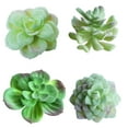 thumbnail image 3 of Succulent Plants , 1Pc Artificial Succulent Plant Bonsai Stage Garden Home Party Desktop Decoration Real Live Potted Succulents / Unique Indoor Cactus Decor by Plants for Pets, 3 of 8