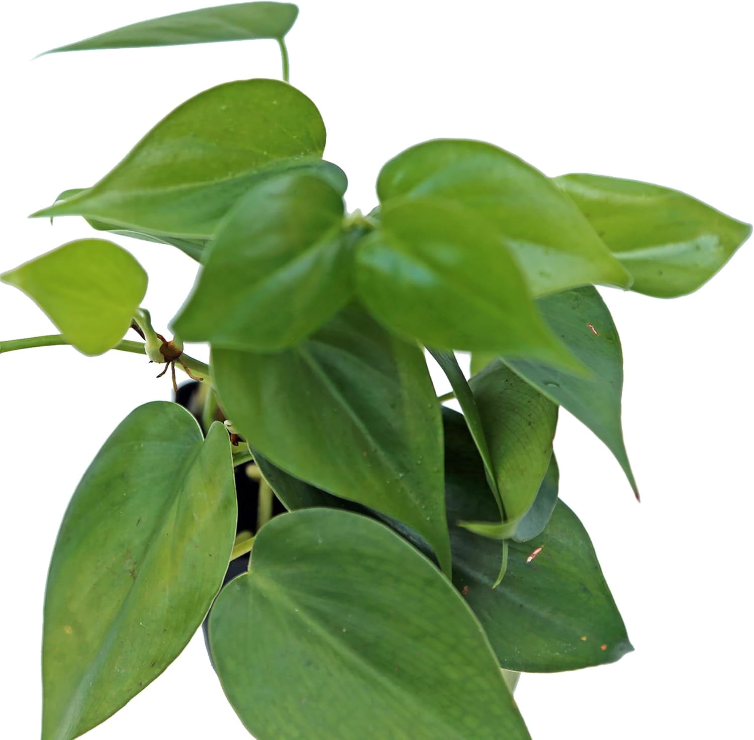 6 Pack Live Heartleaf Green Philodendron in 3 Inch Pots, Philodendron Hederaceum Indoor Houseplants, Vining Live Plants