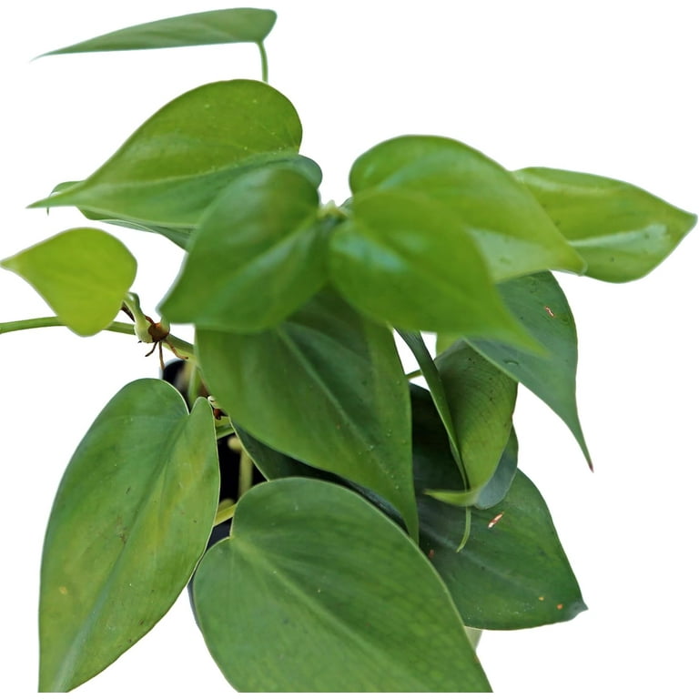 12 Pack Live Heartleaf Green Philodendron, Philodendron Hederaceum, Indoor  Potted Vine Houseplant, Co-worker Gift, Office Plant, Trailing Gardening  Gift, Birthday Gift in 3" Pot - Walmart.com